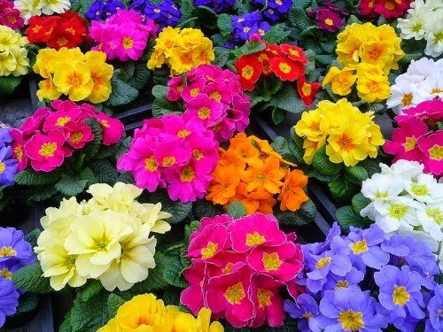 Hạt giống hoa Cúc báo xuân 1