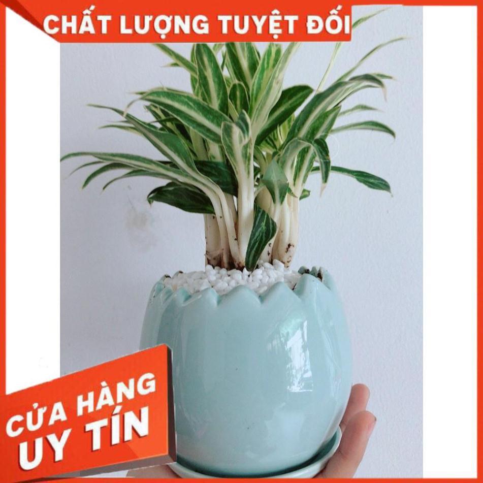 Chậu Cây Giữ Tiền Cho Gia Chủ