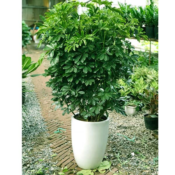 NGŨ GIA BÌ SIZE NHỎ