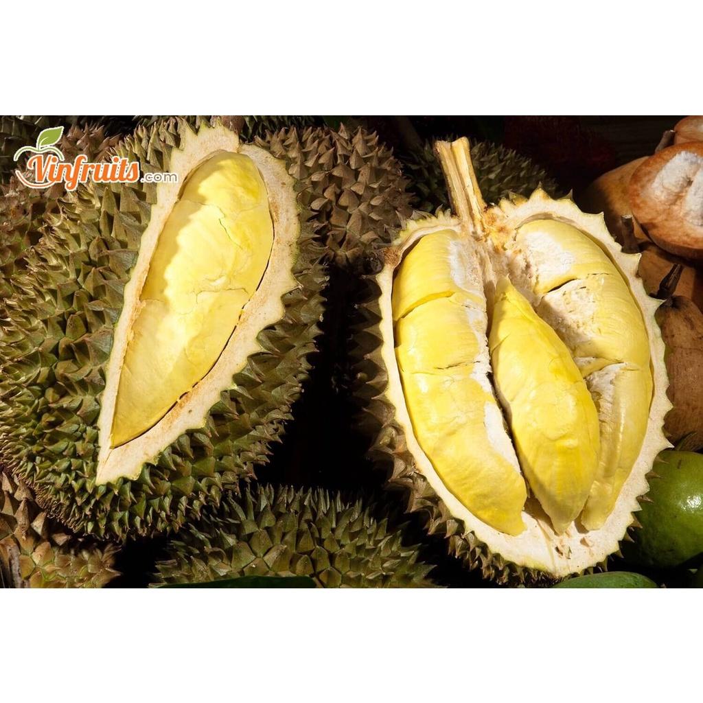 Sầu riêng DONA không ngọt gắt, không đắng, không gây ngán giống chuẩn F1 chất lượng cao