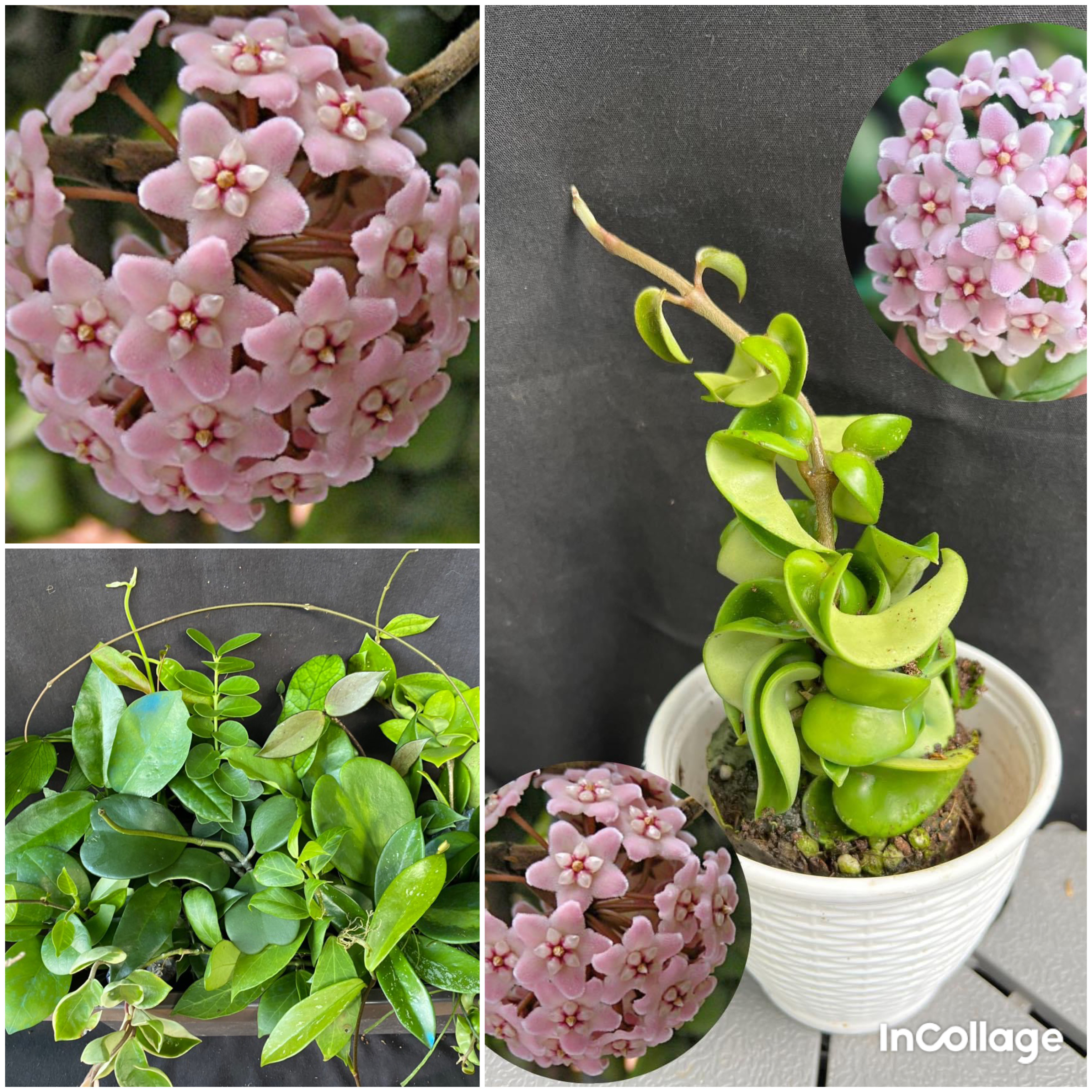 Chậu hoa Cẩm cù compacta lá xoắn kích thước 10cm-15cm thân rủ