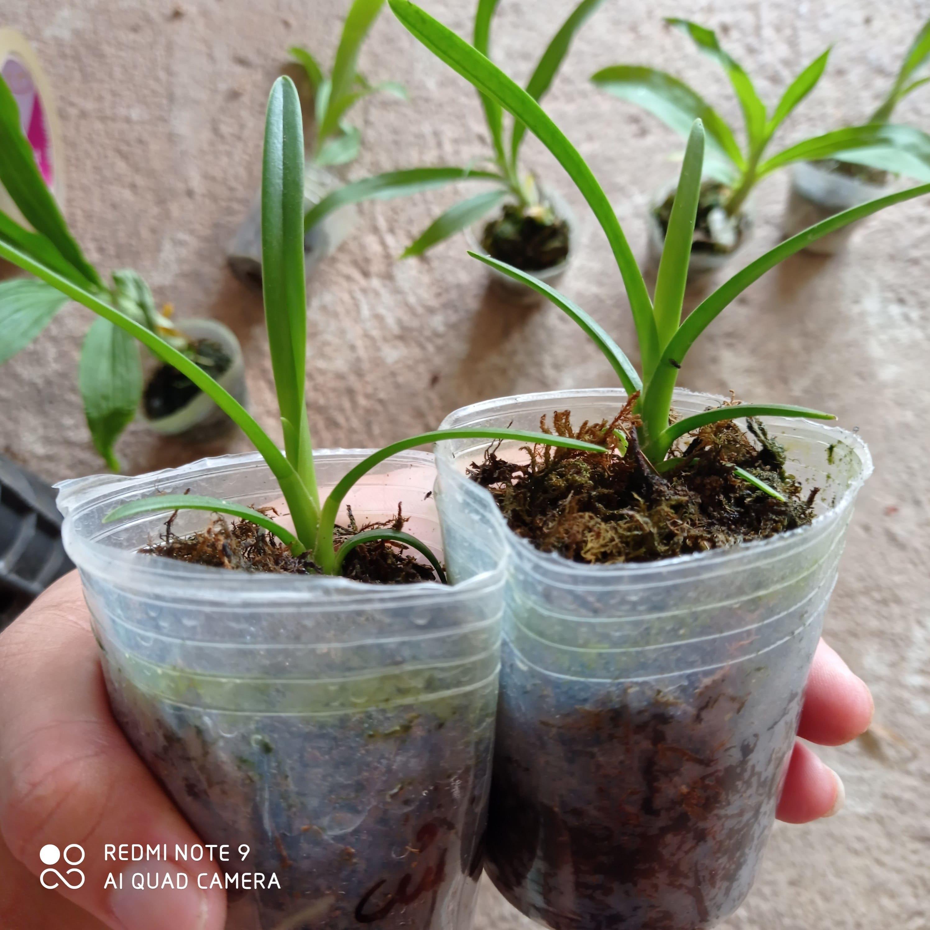 Hoa lan kiếm, lan kiếm hoàng long lai kim long