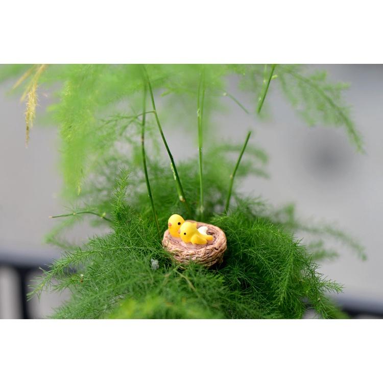 Tiểu cảnh mini ️H052 ️ Tổ chim mini trang trí tiểu cảnh, sen đá, terrarium