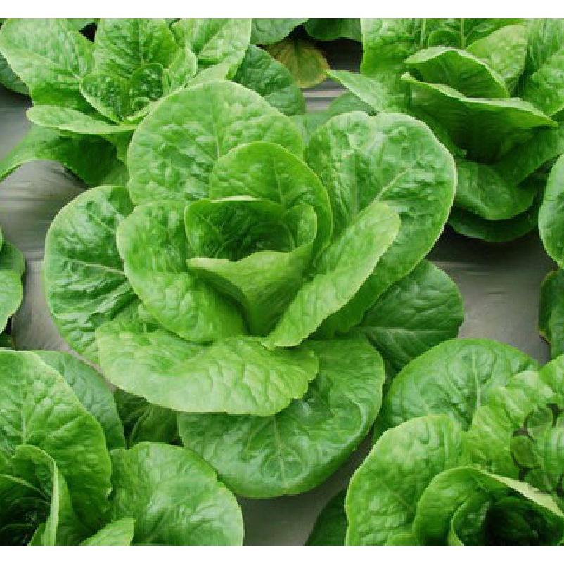 Hạt giống xà lách ROMAINE xanh CT98 - Gói 0.2gram