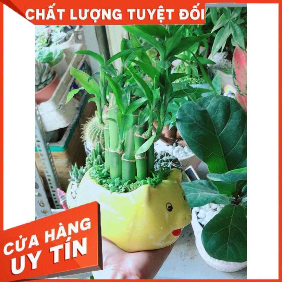 Chậu Phát Tài Nhiều Người Mua