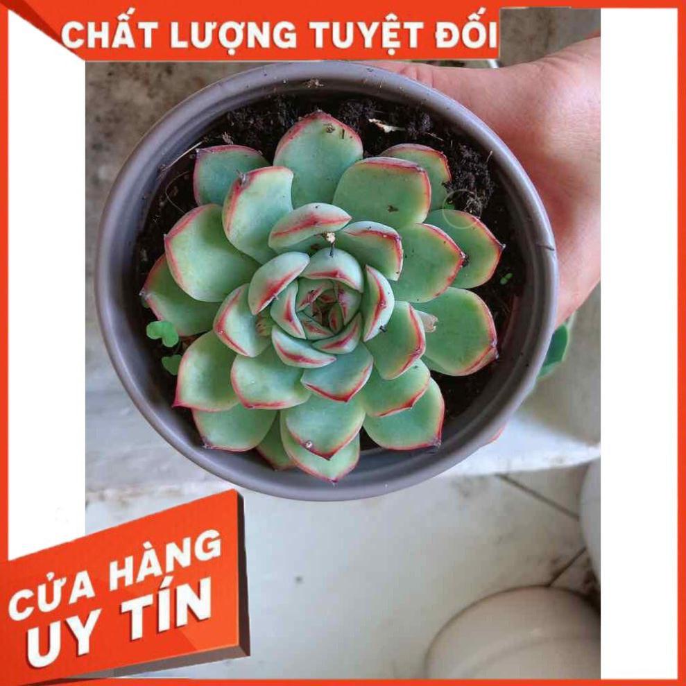 Sen đá viền hồng kèm chậu sứ trắng Nhiều Người Mua