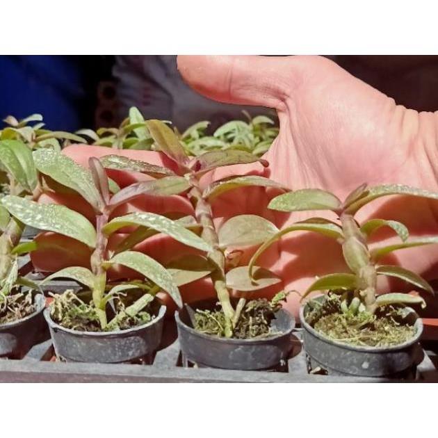 Hoa phong lan -com bo 2 chậu phi điệp ám mắt trâu