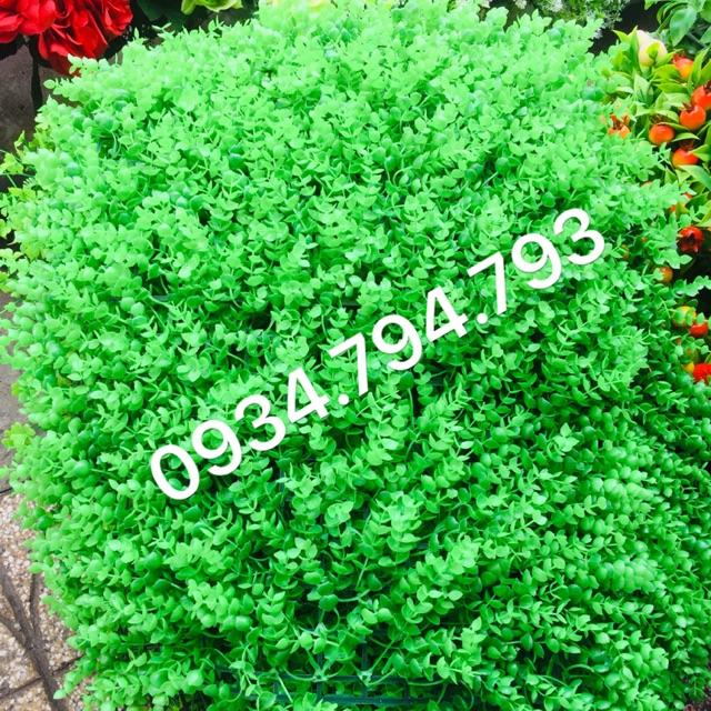 Cỏ tấm treo trường trang trí 40x60 hàng đẹp loại 1