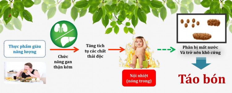 SEADOLAC HỖ TRỢ NHUẬN TRÀNG TỰ NHIÊN CHO TRẺ EM VÀ NGƯỜI LỚN hộp 30 gói/2g