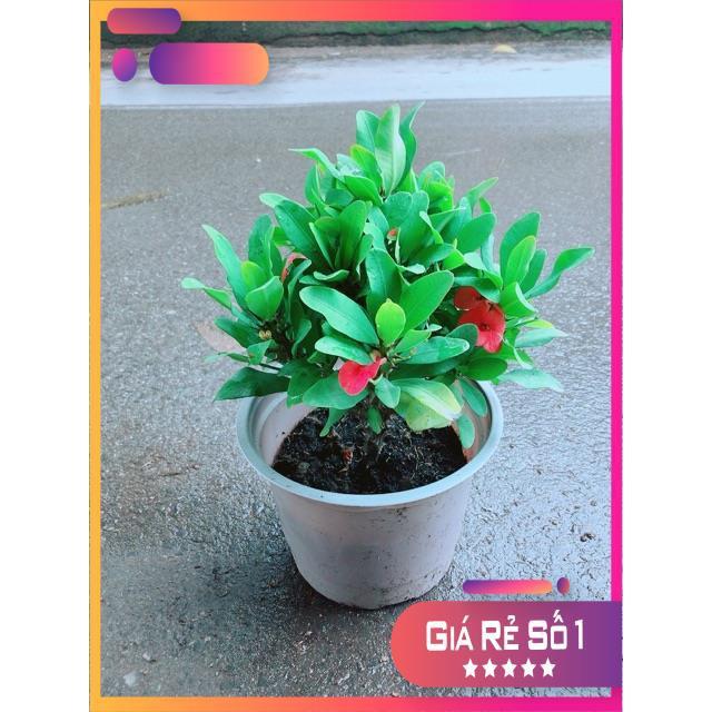 Xương Rồng Bát Tiên