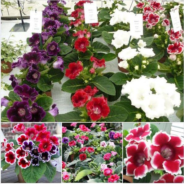 Combo 2 gói hạt giống hoa tử la lan-gói 5 hạt/tặng 3 viên nén ươm hạt