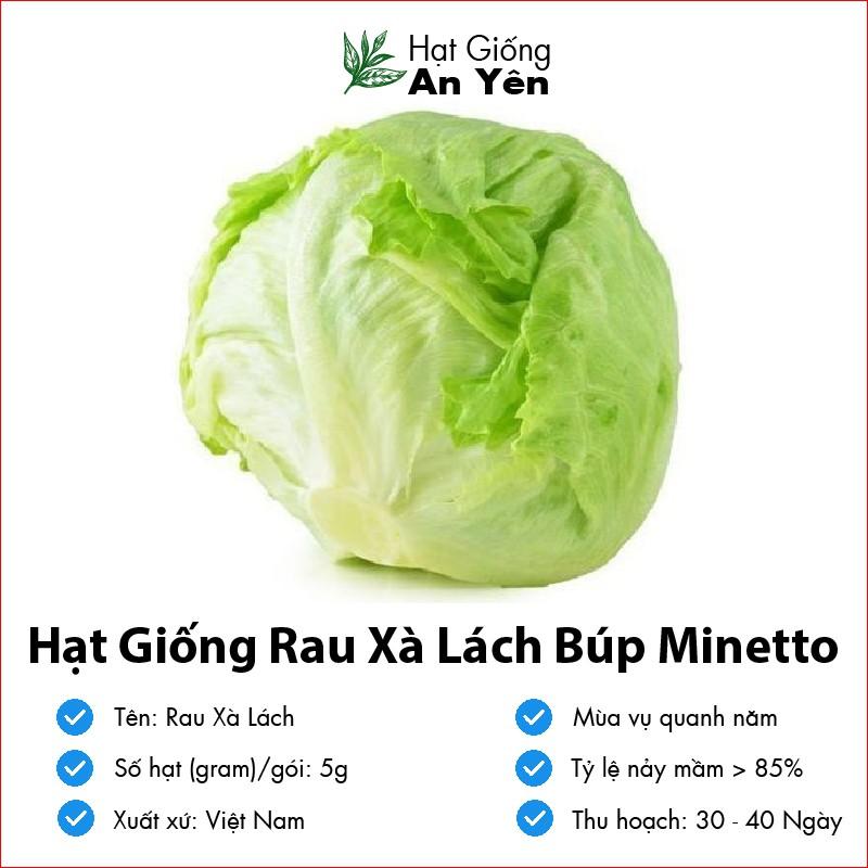 Hạt giống Xà Lách Búp Minetto thu hoạch sớm, dễ trồng, nảy mầm cao, sinh trưởng khoẻ