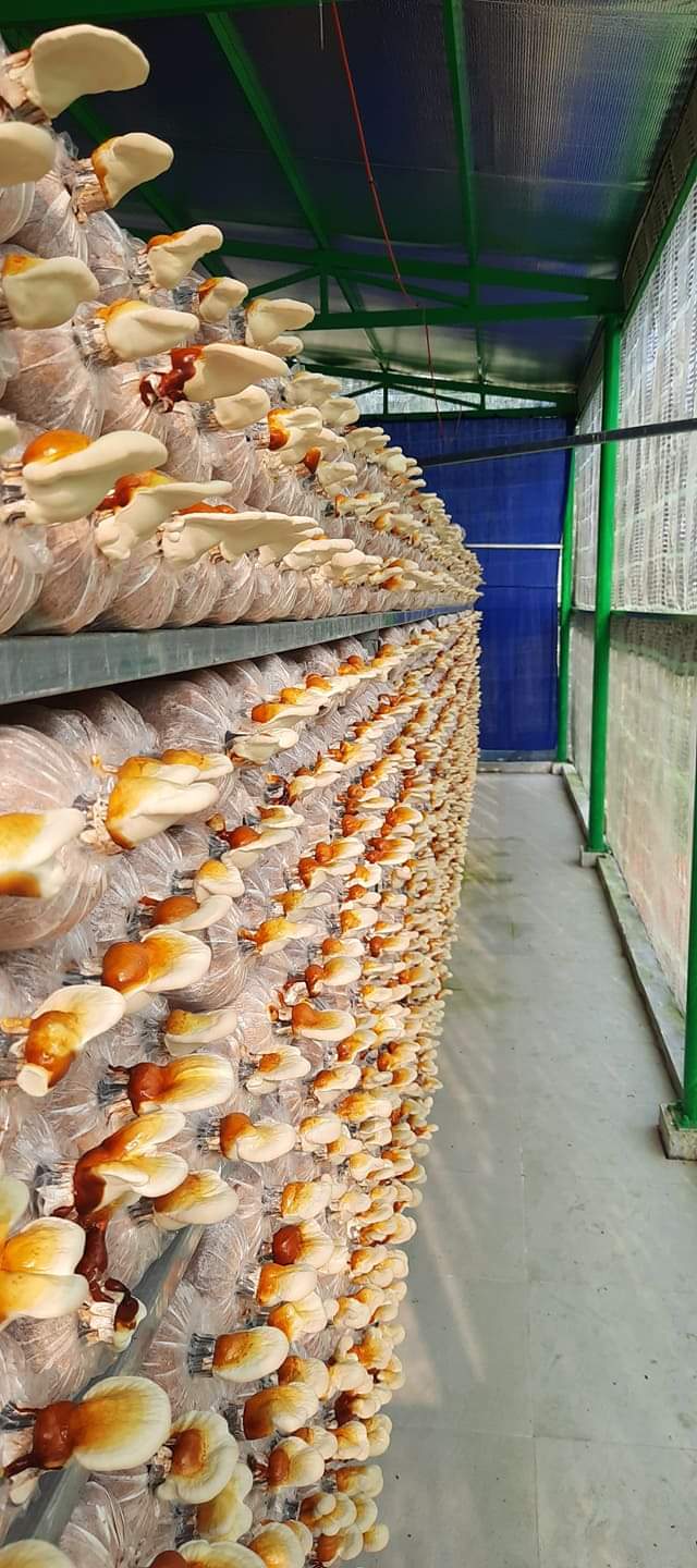X5 phôi nấm linh chi đỏ
