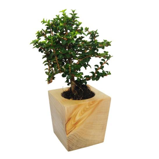 Chậu Trồng Cây Bằng Gỗ Nguyên Khối Tự Nhiên Thiết Kế Đáy Hẹp Độc Đáo