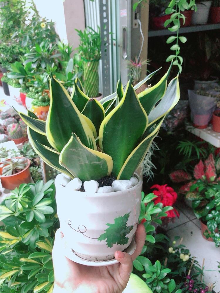 Chậu Cây Lưỡi Hổ Thái Xanh