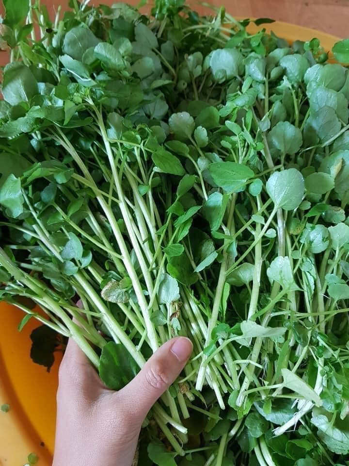 Hạt Giống Rau Cải Xoong Giàu Dinh Dưỡng