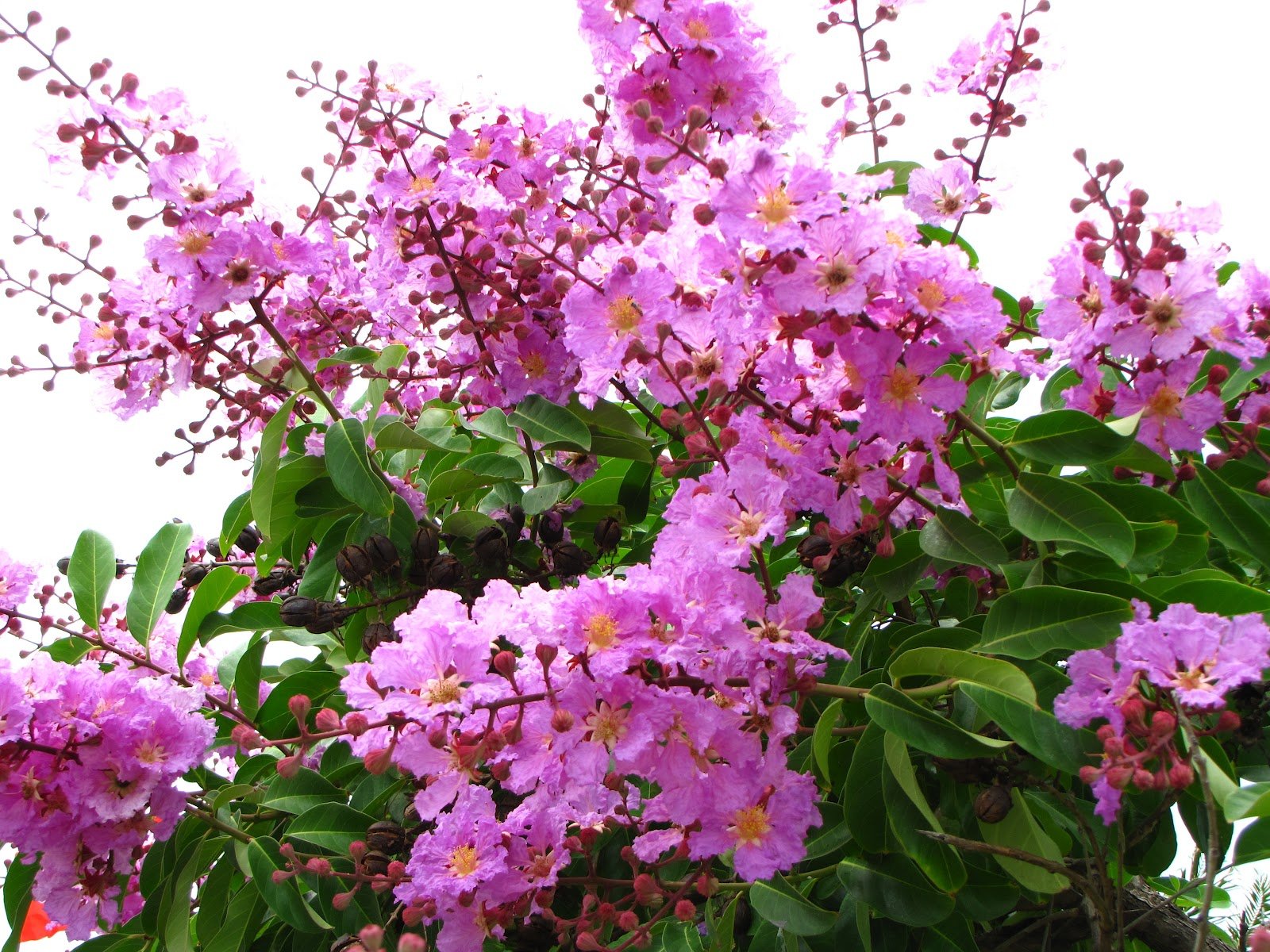 Cây bằng lăng ổi giống