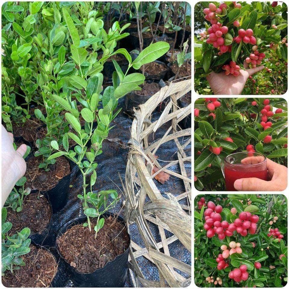 CÂY GIỐNG SI RÔ SIÊU SỚM .