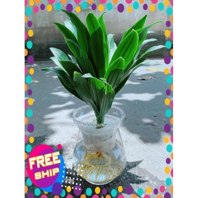 Chậu Phát Tài Thuỷ Sinh