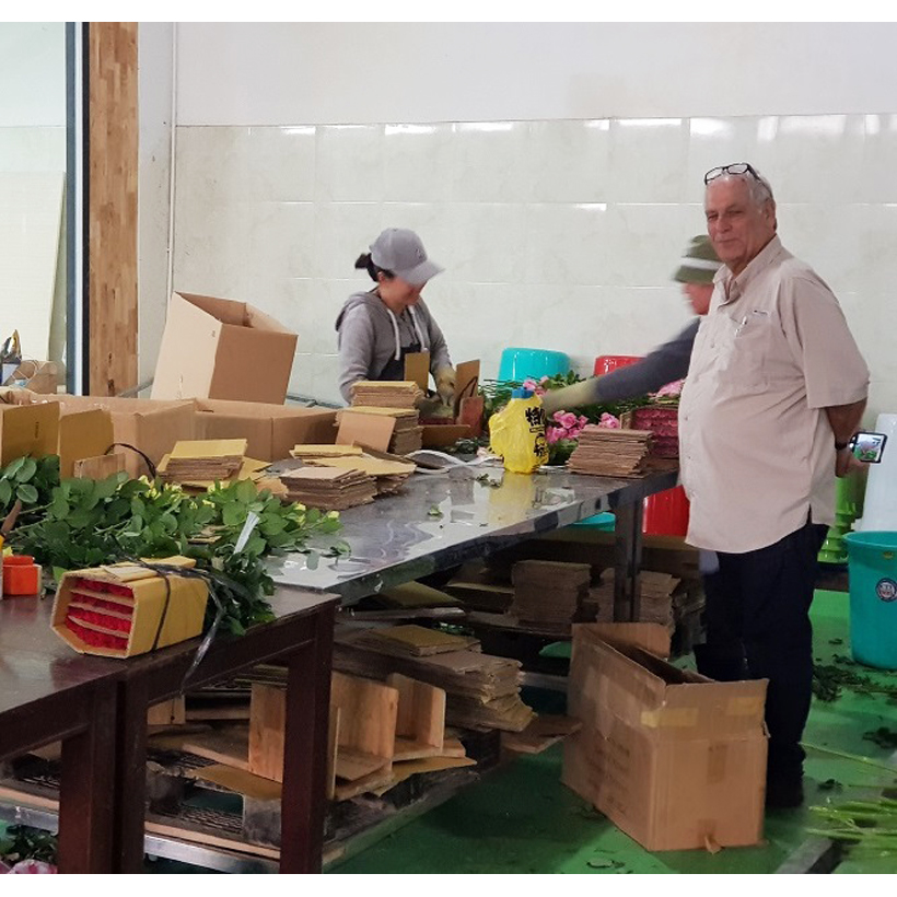 Xử Lý Hoa Cúc Cắt Cành Bằng Chế Phẩm Tog Galileo Của Israel (Chai 1 Lít)