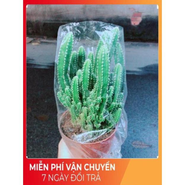 Xương Rồng Thanh Sơn Size Lớn