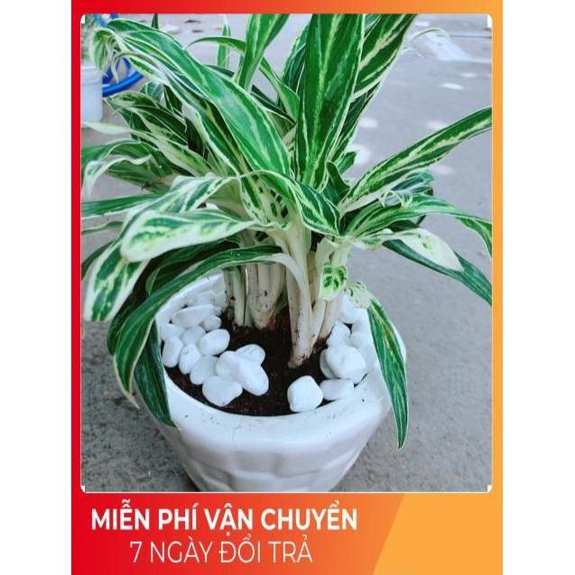 Chậu Cây Giữ Tiền