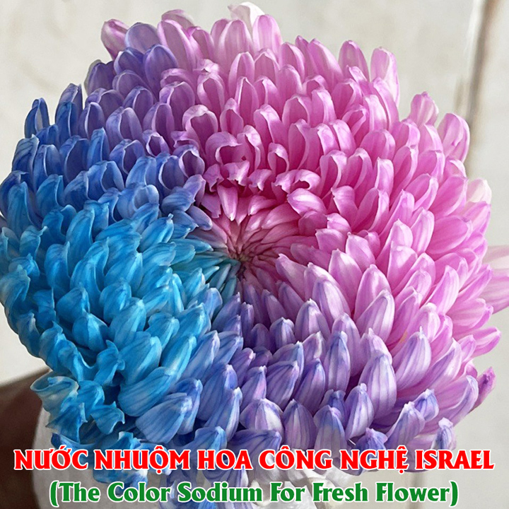 Dung Dịch Nhuộm Hoa Cắt Cành Đổi Màu (Combo 4 chai) theo Công Nghệ Israel giúp hoa nhuộm đổi màu theo ý muốn – The Color Sodium for Fresh Flowers