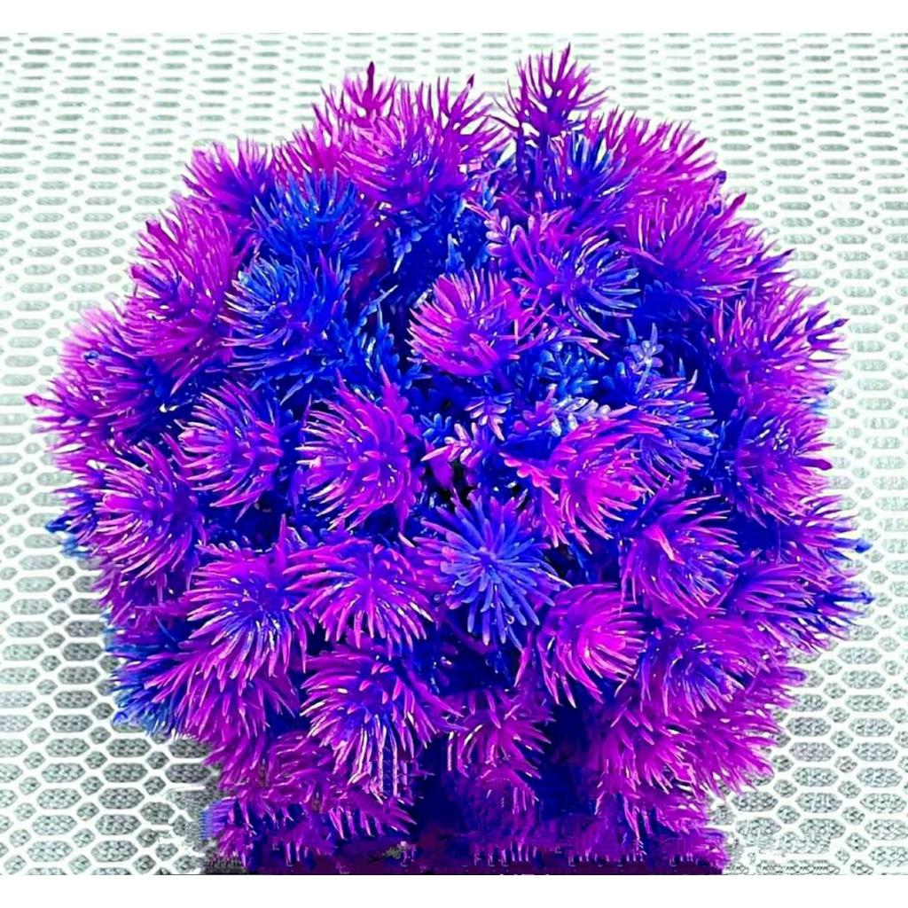 Bụi Rong tròn Trang Trí Bể Cá .