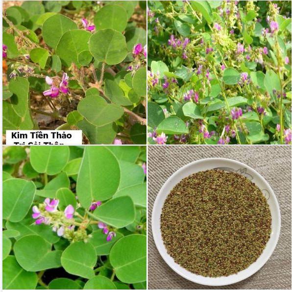 Hạt giống Kim tiền thảo ( cây dược liệu ) 50 hạt/gói