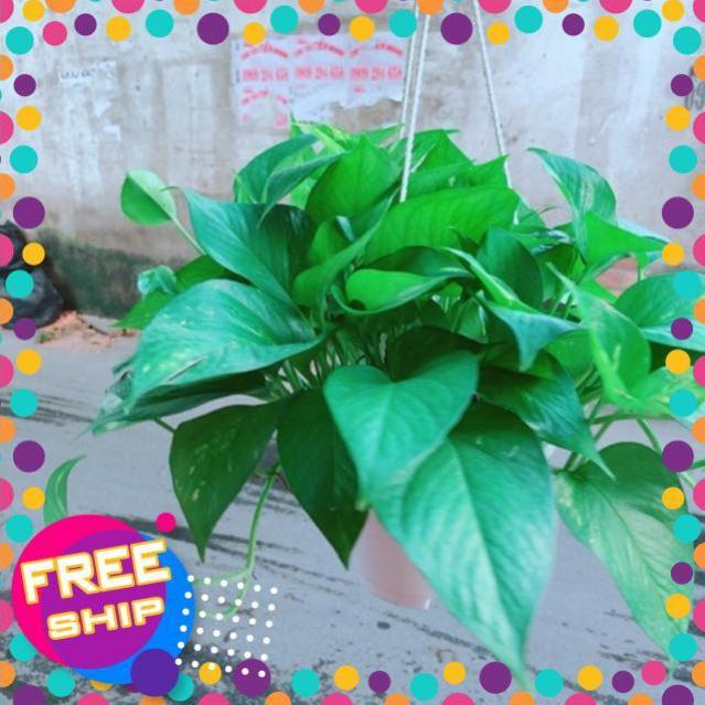 Chậu Trầu Bà Thái Size Đại