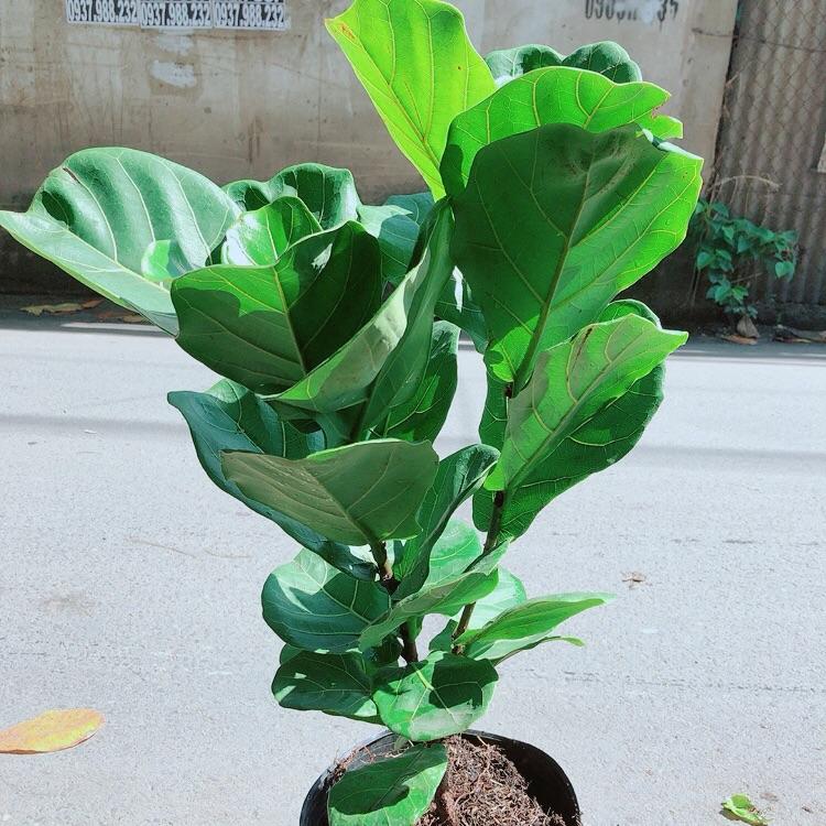 Cây Bàng Singapore Cao 70-80cm