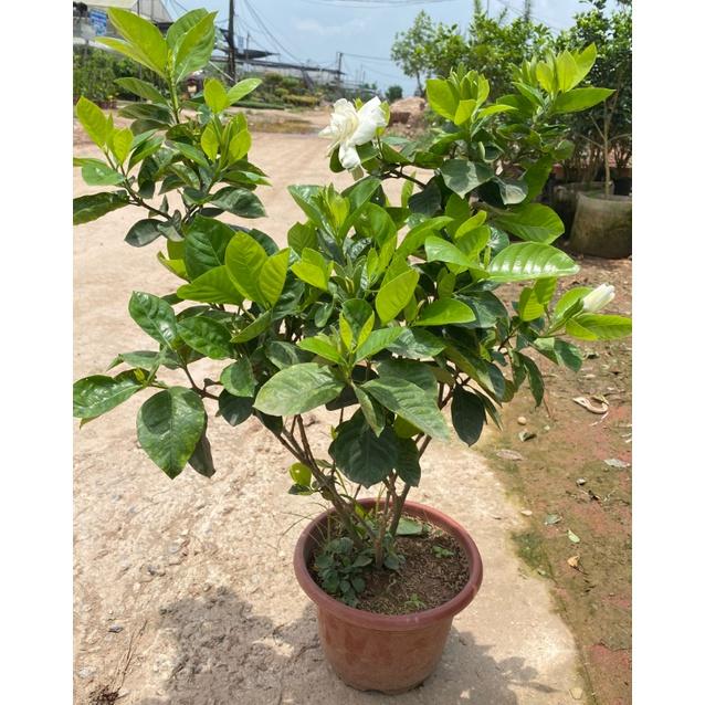 Cây bạch thiên hương