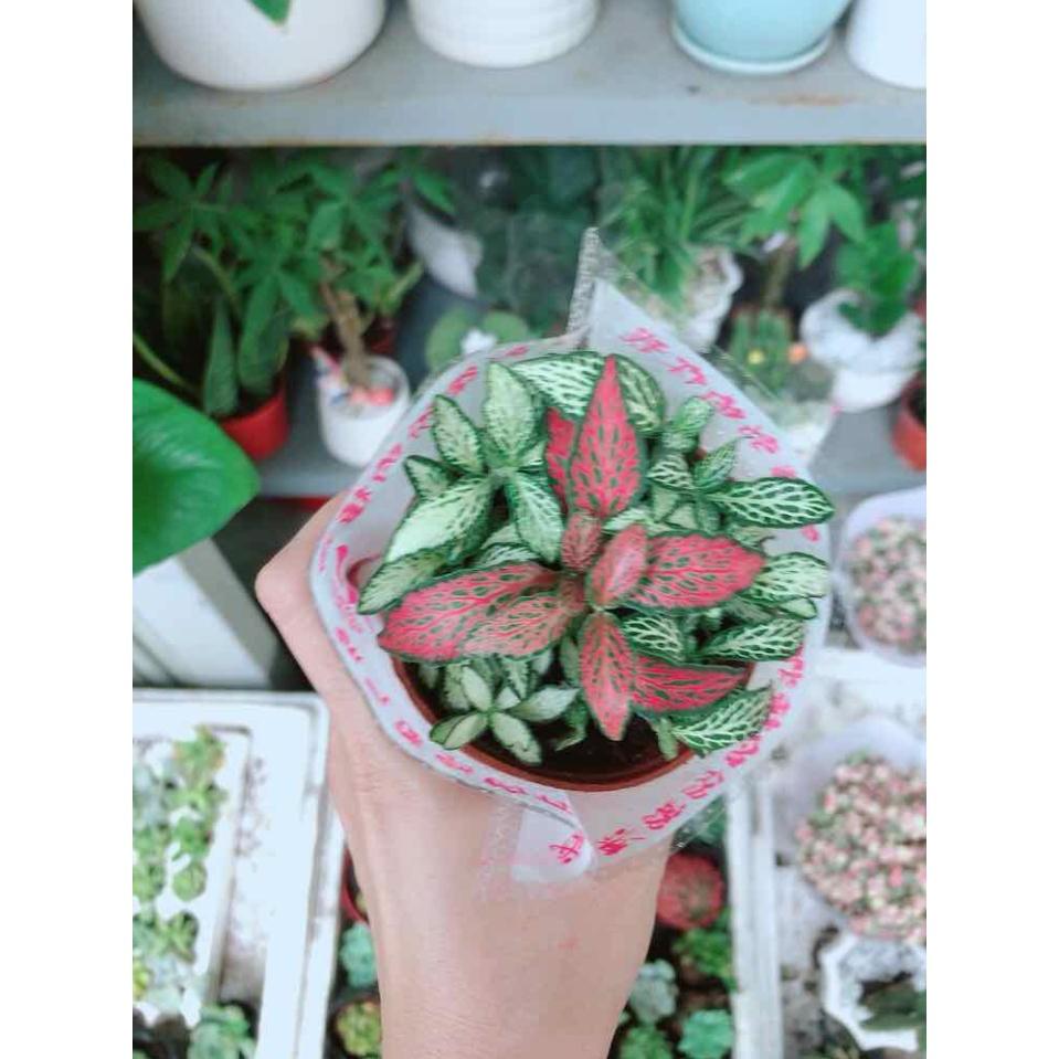 Chậu cẩm nhung Bán Chạy