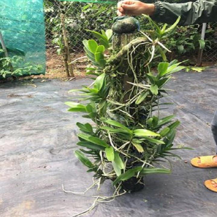 Hoa lan giáng hương hoàng nhạn tháng 4