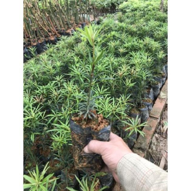 COMBO 5 CÂY TÙNG LA HÁN HÀNG GIỐNG SIÊU ĐẸP, SIÊU KHỎE