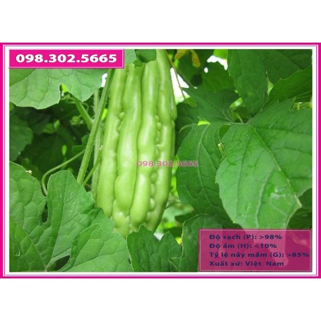Hạt giống mướp đắng, khổ qua F1