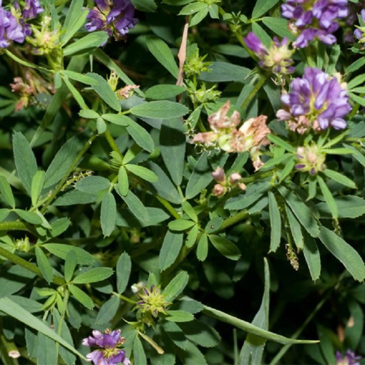 Hạt cỏ chăn nuôi ALFALFA Linh Lăng - Cỏ Họ Đậu