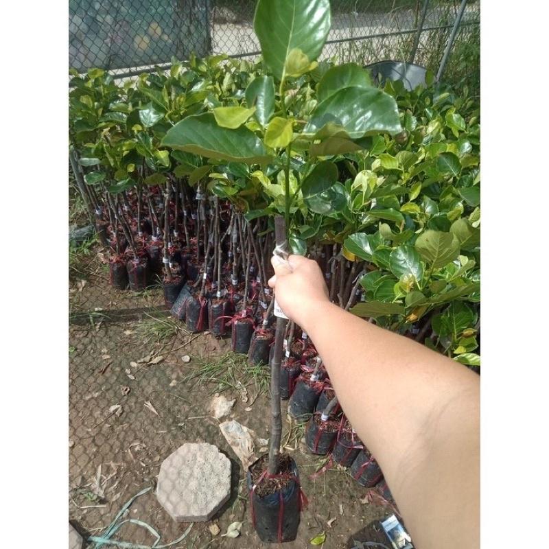 Cây giống mít dài Malaysia cho trái to dài,múi dai, ăn ngọt.