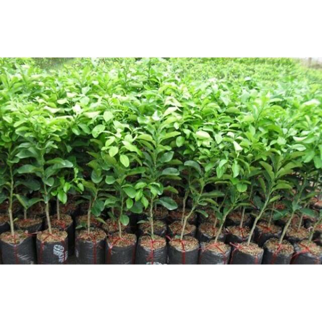Cây giống Bưởi Năm Roi