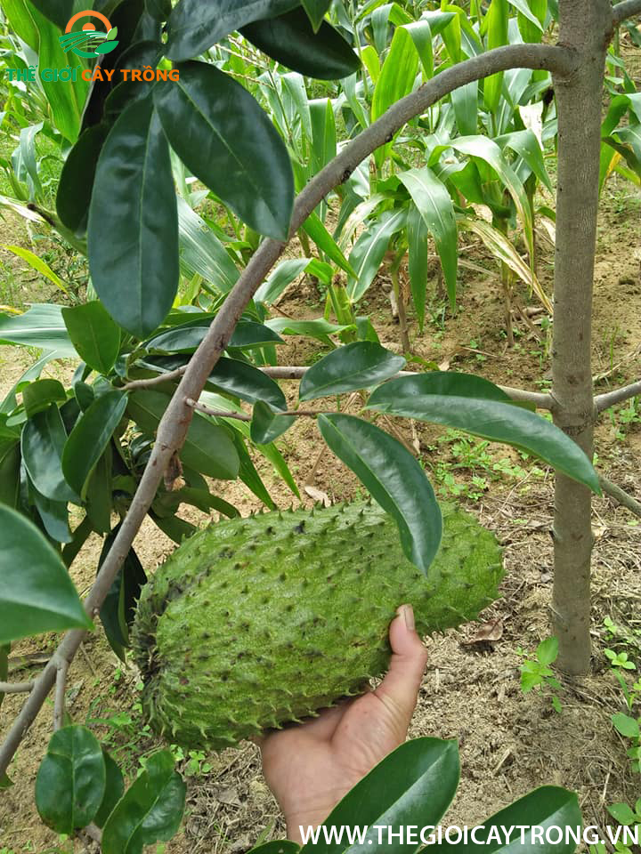Cây giống mãng cầu xiêm thái