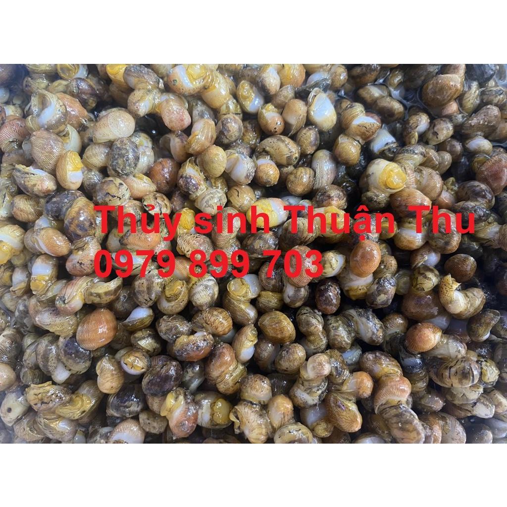 Combo Nerita mini trừ rêu hại, trang trí bể thủy sinh, bể cá cảnh