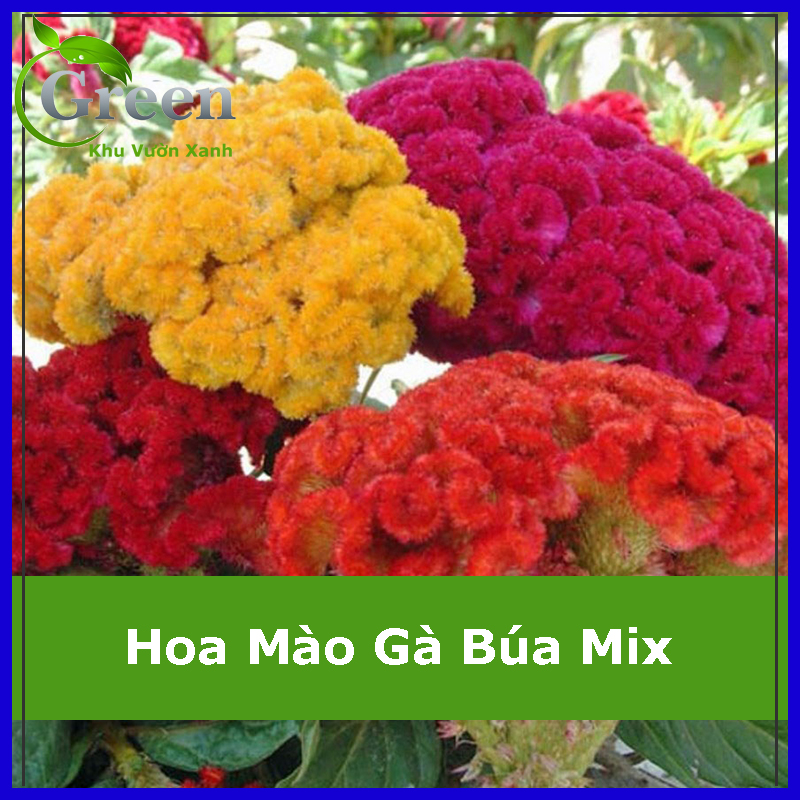 Hạt Giống Hoa Mào Gà Búa Nhiều Màu Mix