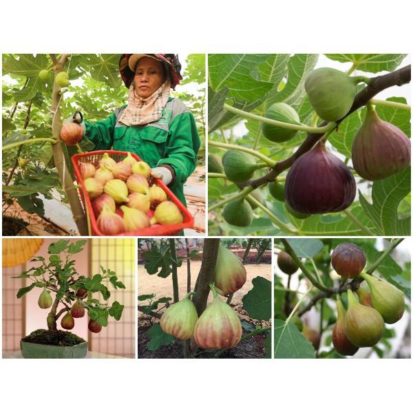 Hạt giống Sung Mỹ GÓI 10 HẠT Giống Sung Mỹ USA NGỌT QUẢ TO NĂNG SUẤT