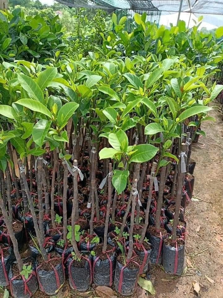 Cây Mít Tố Nữ giống, nữ hoàng của các loại mít, siêu thơm, ngon năng suất cao