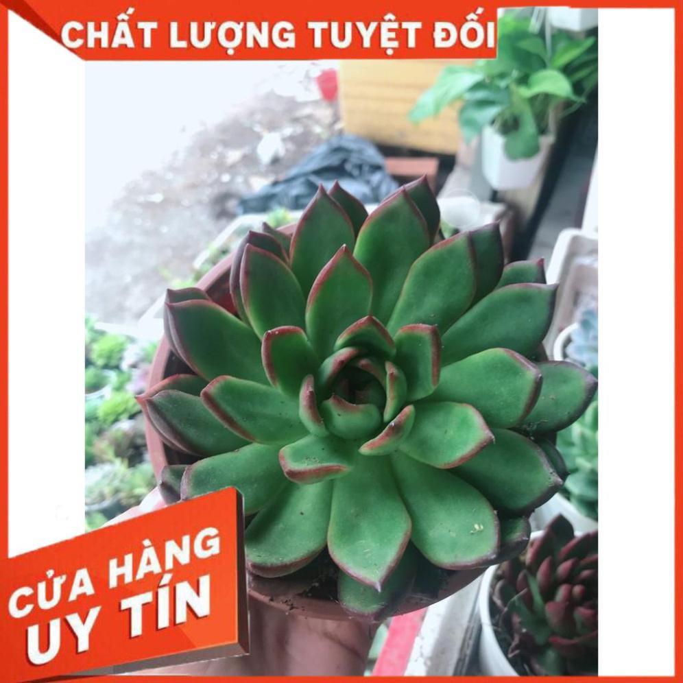 Combo 10 cây sen trung Nhiều Người Mua