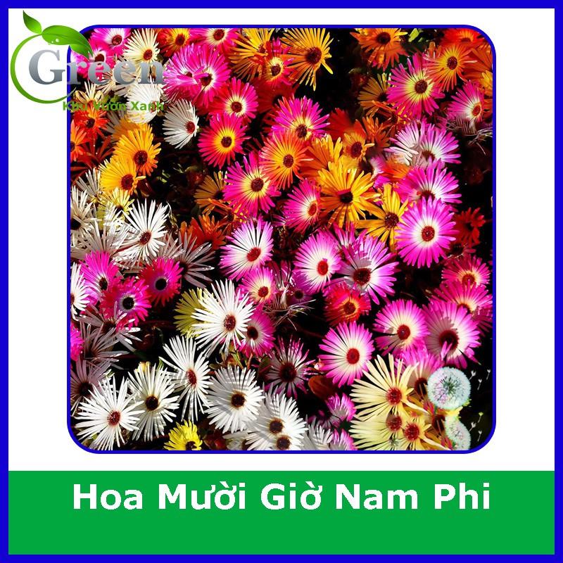 Hạt Giống Hoa Mười Giờ Nam Phi Mix (100H)