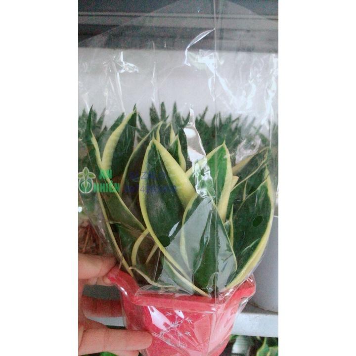 Lưỡi Hổ Thái hàng đẹp