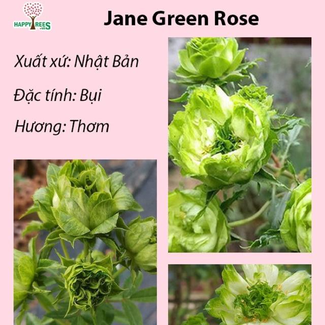 Hoa hồng xanh Jane Green rose-bầu to lớn, cây trưởng thành trưởng thành
