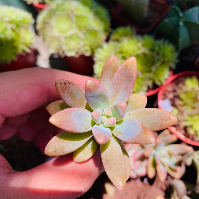 SEN ĐÁ PHA LÊ SIZE MINI KHOẺ ĐẸP LỖI 1 ĐỔI 1