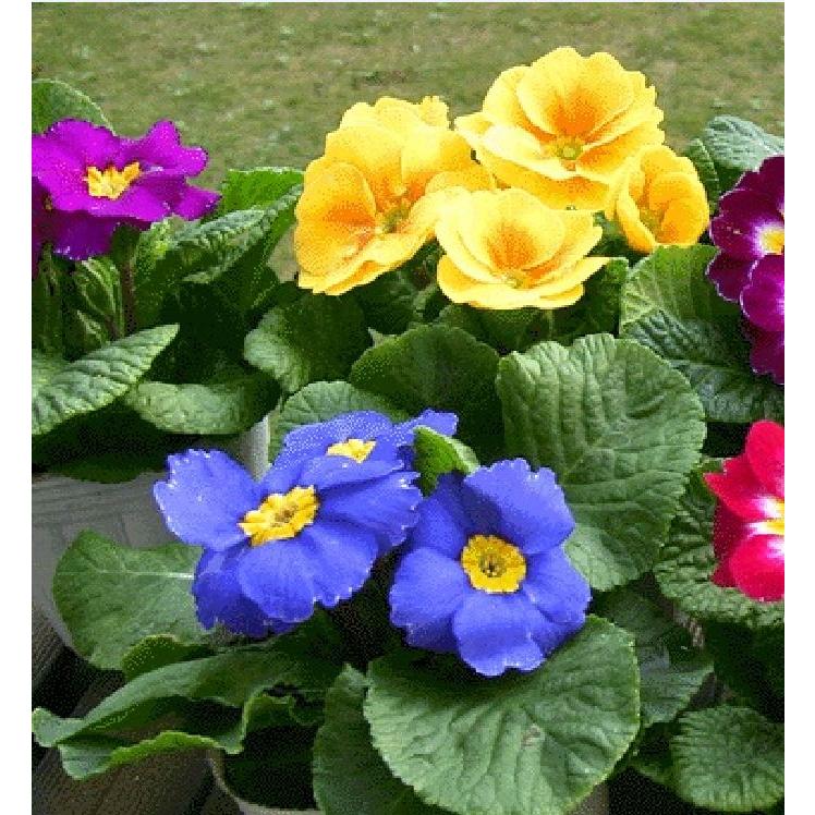 Hạt giống hoa báo xuân mix màu -gói 5 hạt